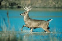 Buck Hunting Guide in Upper Peninsula MI